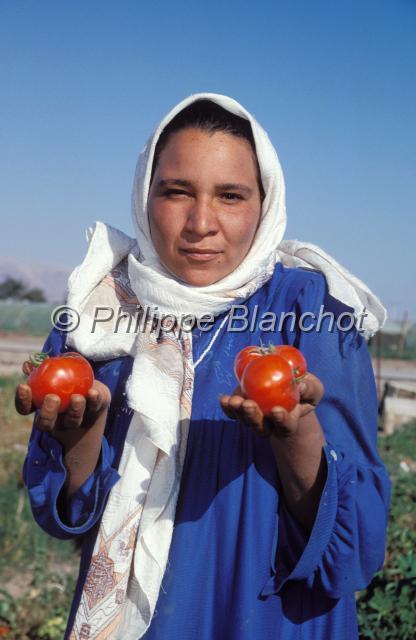 jordanie 16.JPG - Jordannienne cueillant des tomatesJordanie